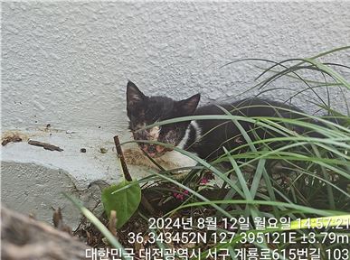 한국 고양이 이미지 파일 입니다.
